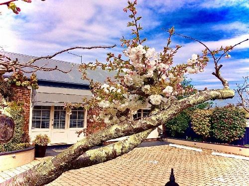 Kurrajong House image 2