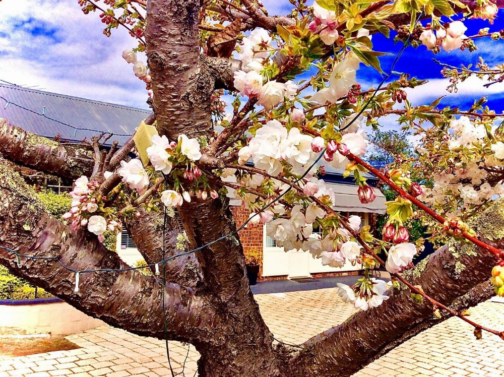 Kurrajong House Main image